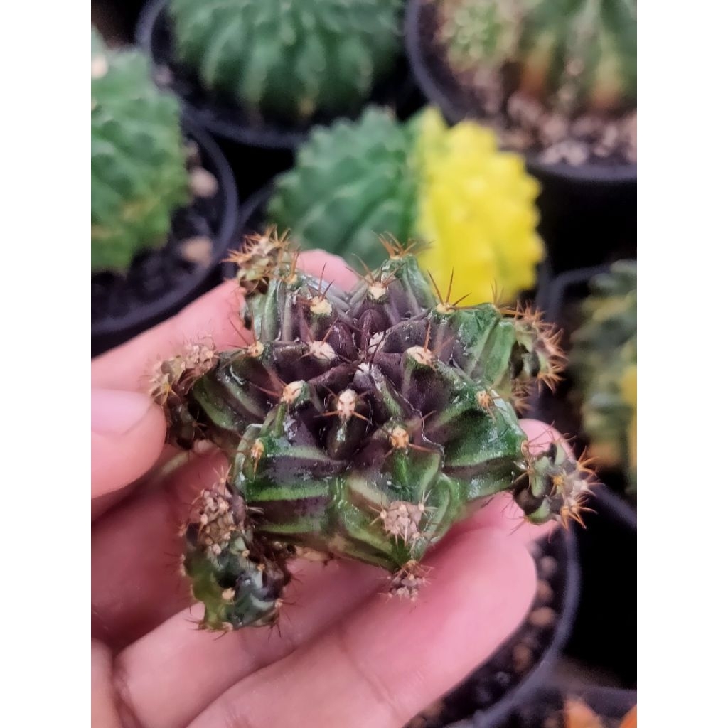 GYMNO ROOTBEER CLUSTER OWNROOT DI POT 8CM/KAKTUS//KAKTUS HIDUP//KAKTUS MINI//KAKTUS HIAS//KAKTUS MUR