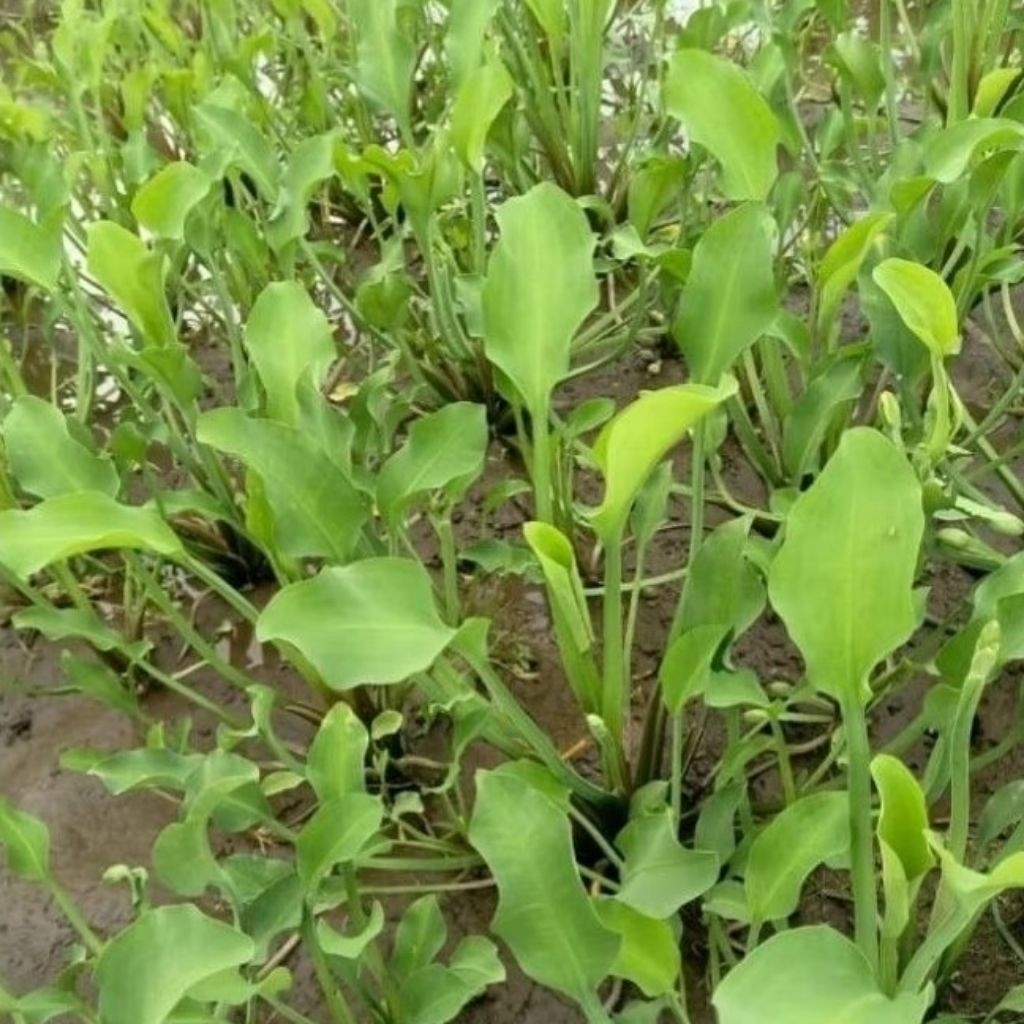 Bibit genjer/genot sawah tumis genot per pcs