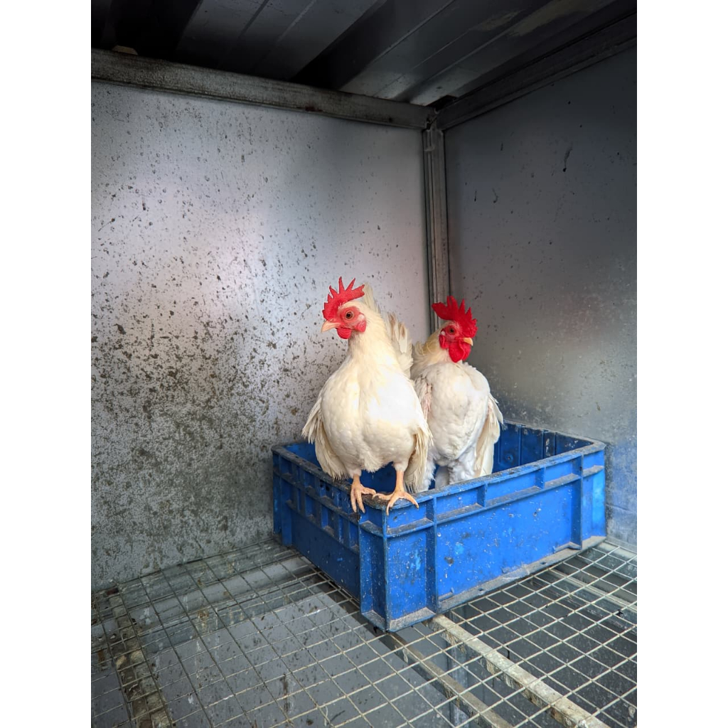 Ayam Hias Serama Ayam Kate Hias Sepasang