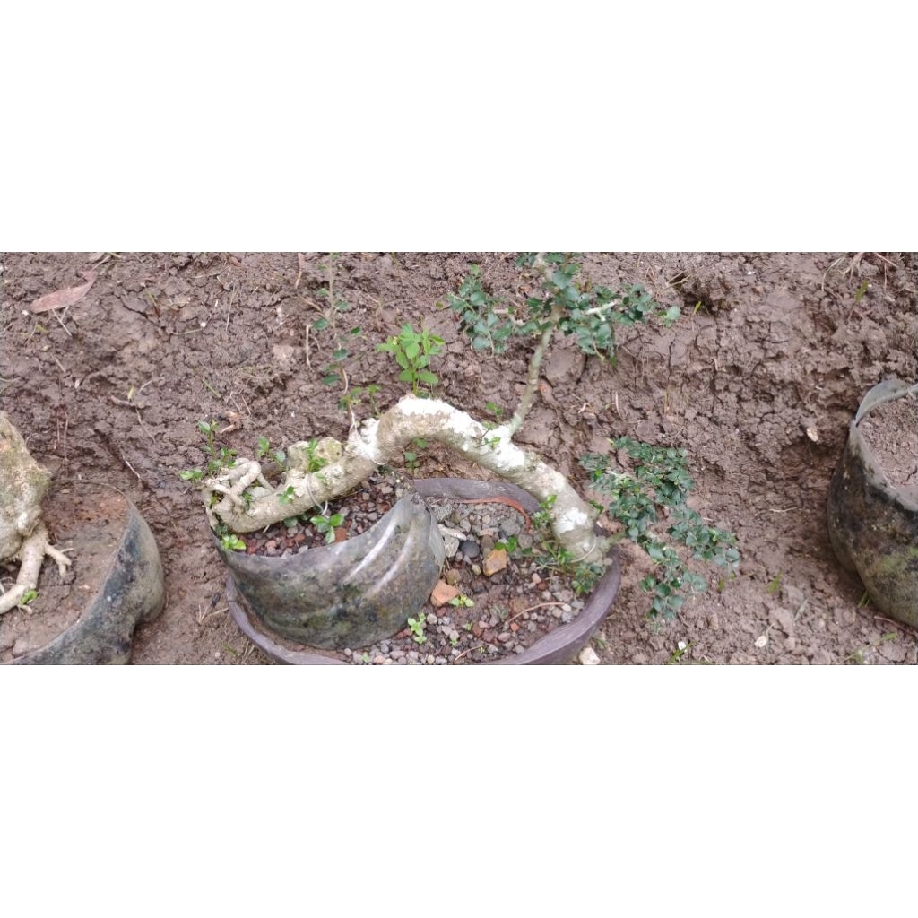 bonsai kontes bonsai serut bonsai jadi siap pajang