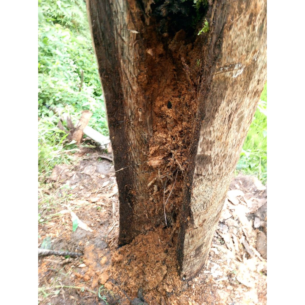 galih kayu liwung bahan tasbih