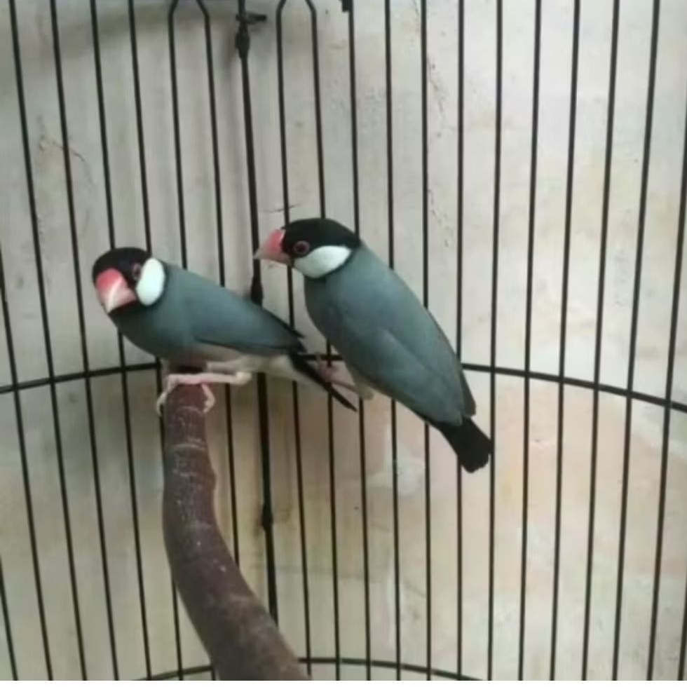 Burung BELONG SEPASANG SIAP TERNAK