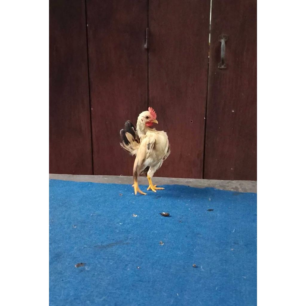 TELUR TETAS AYAM SERAMA SELAM UNTUK DI TETASKAN