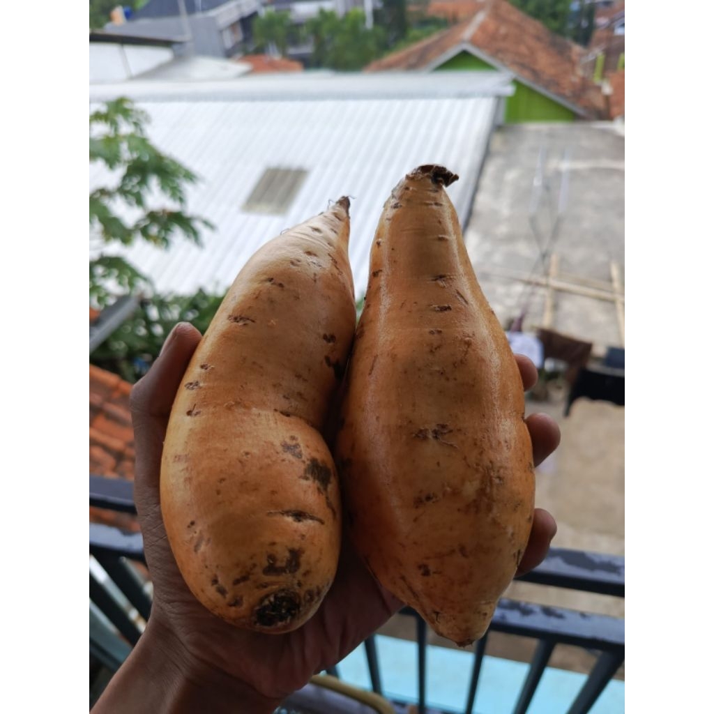 UBI CILEMBU  UKURAN BESAR  1 KG TERMURAH  simanis Madu UBI Manis legit