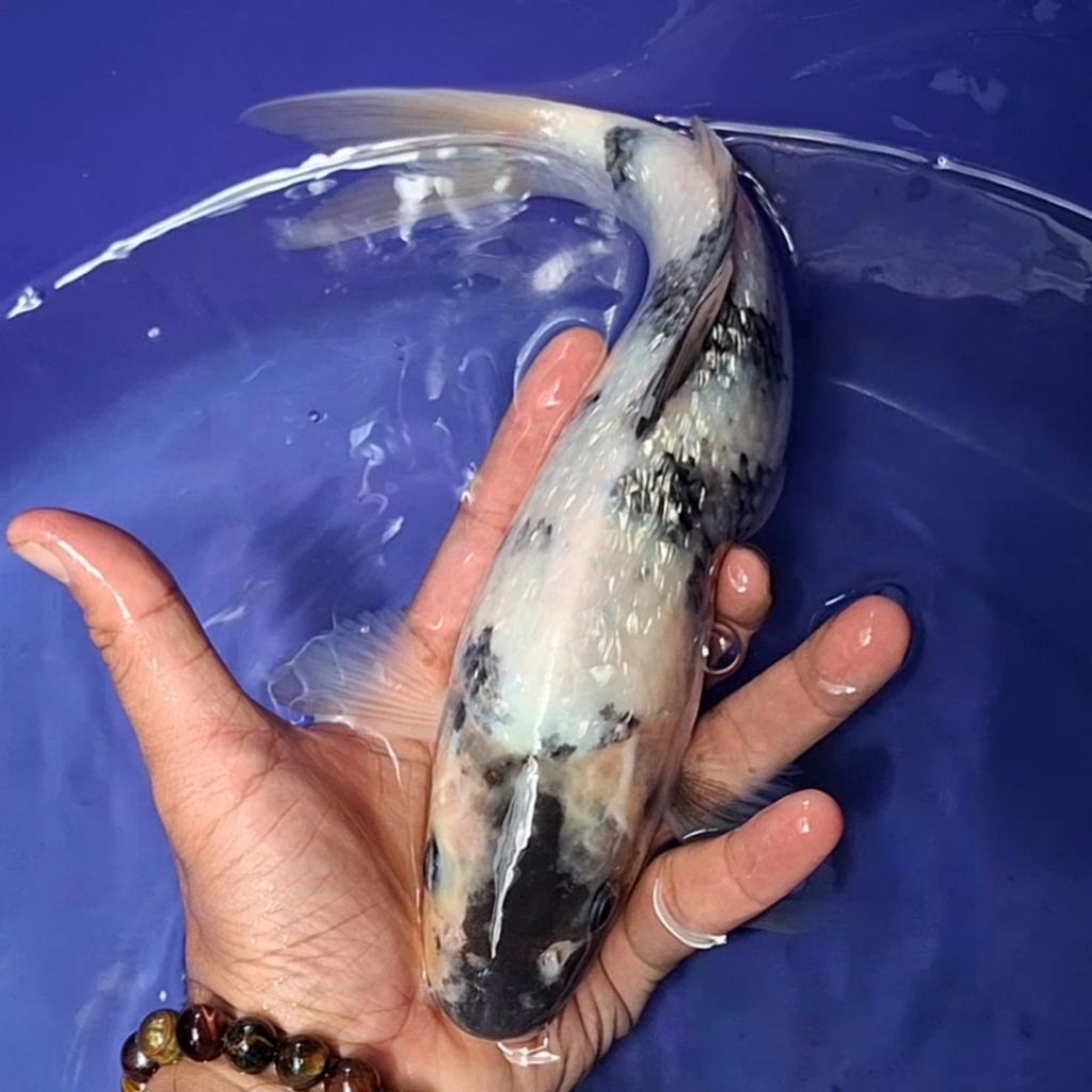 Ikan Koi Blitar Jenis Shiro / Rumah Koi Jakarta / kode 0020