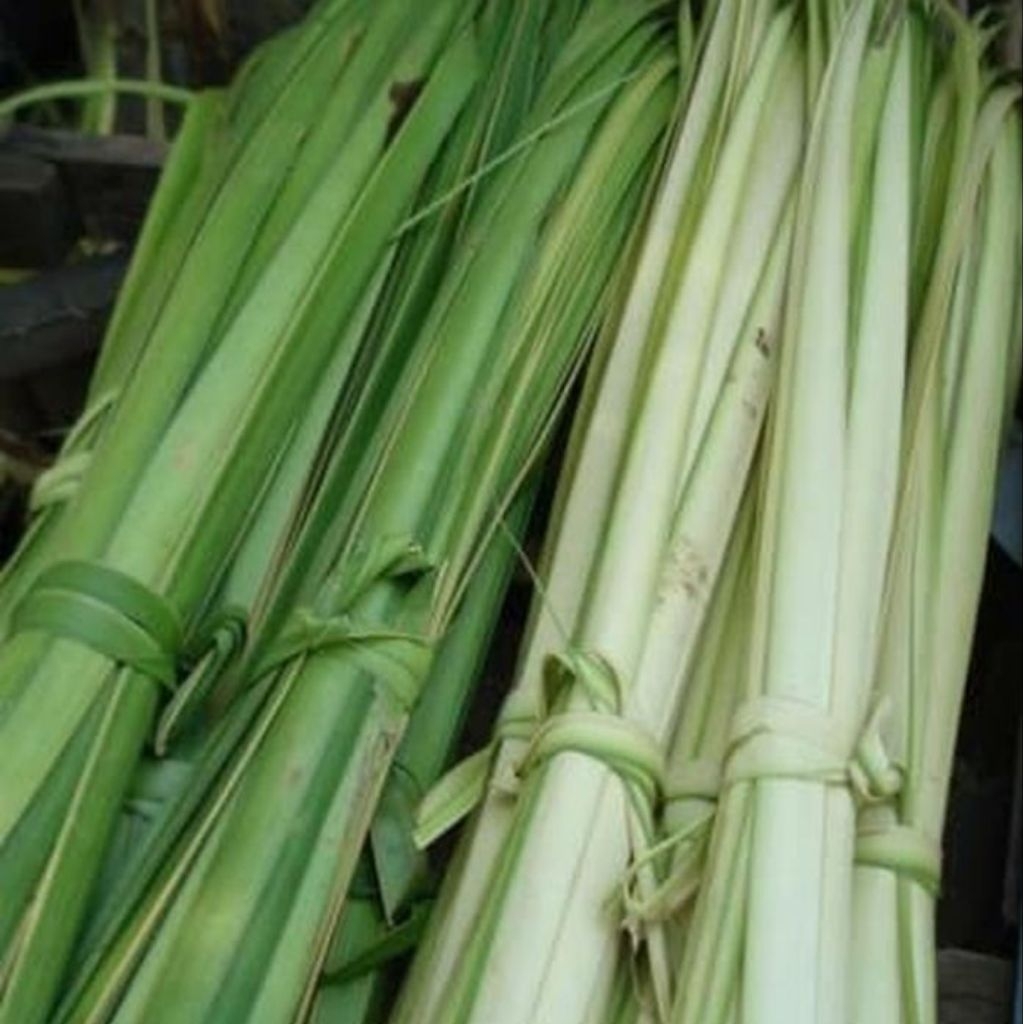 DAUN JANUR MUDA/ DAUN KELAPA