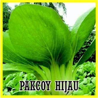 BENIH BIJI PAKCOY HIJAU HIDROPONIK