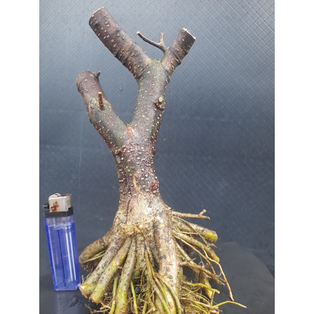 Bahan Bonsai Anting Putri Batang Putih Gaya Twin Program Akar Size Small Real Pict