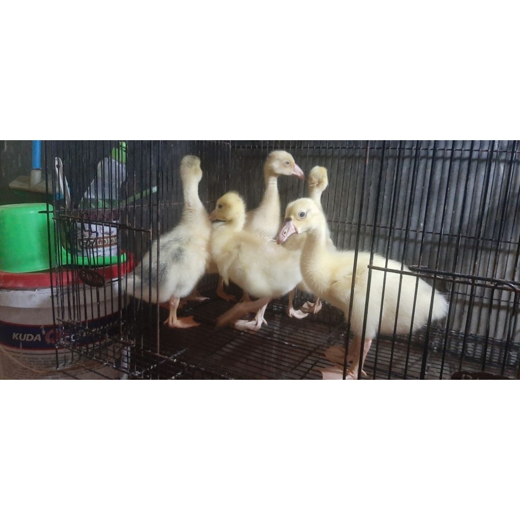 Anakan Soang/Anakan angsa