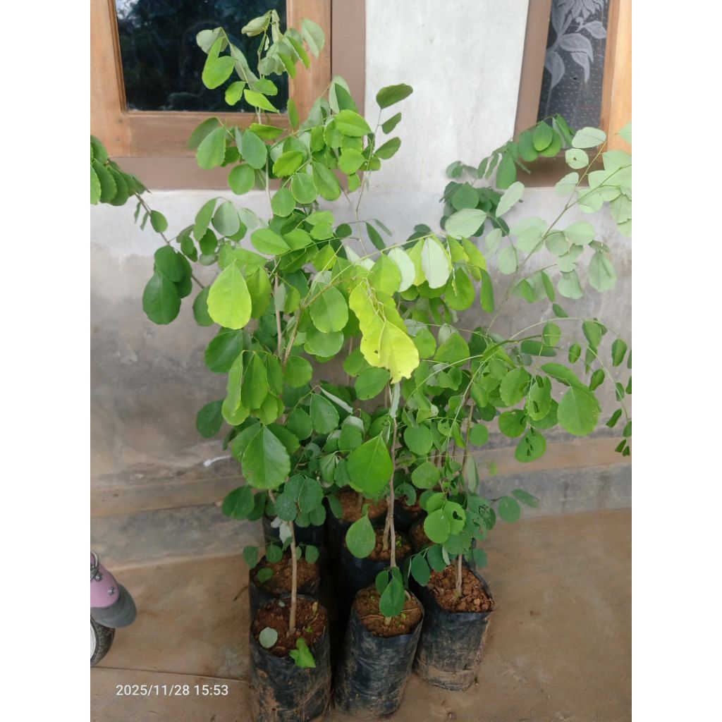 Bibit kayu Sonokeling Super 50cm-1meter Beli sekarang gratis polybag