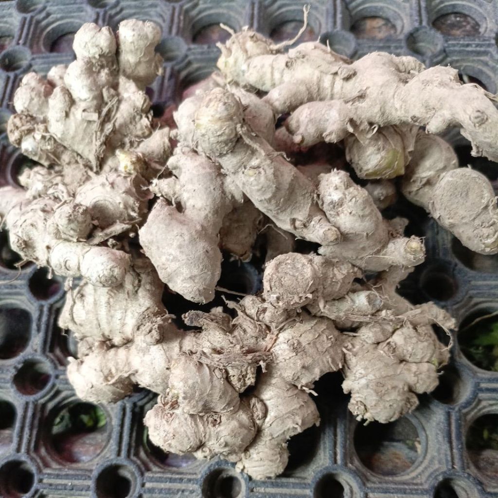 jahe emprit 1 kg