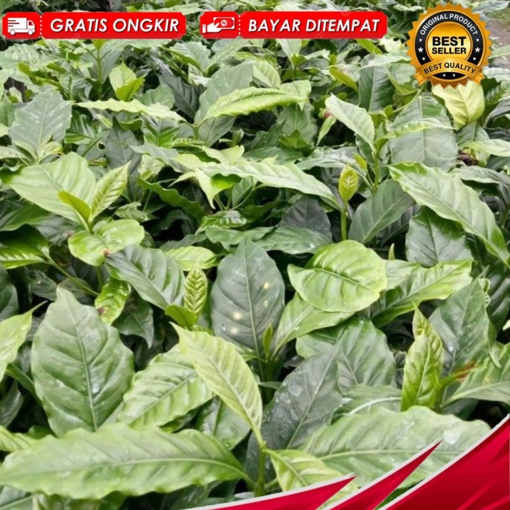 150 Batang Bibit Unggul Kopi Robusta Klon Lokal Bagio Arsyad