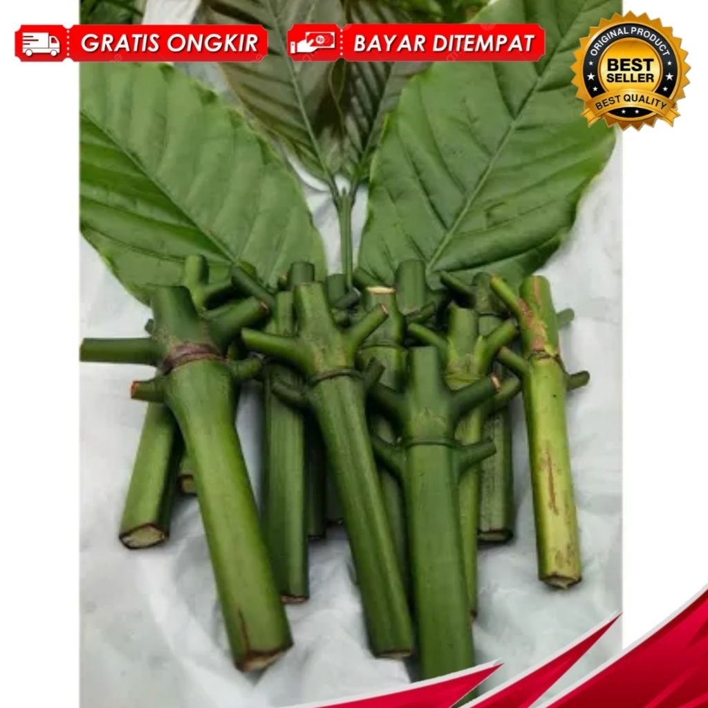 Entres Kopi Klon Bagio Arsyad Super Unggul Berkualitas