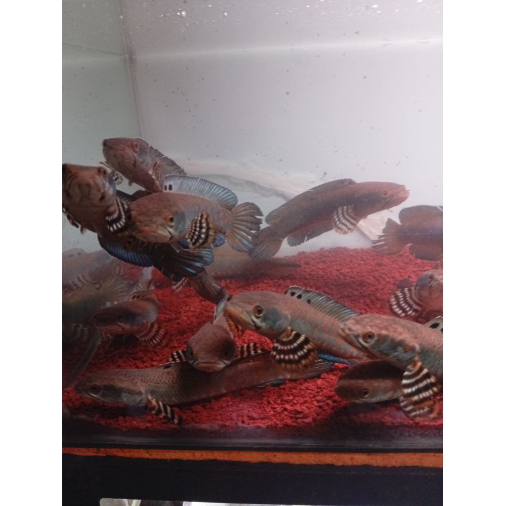 Stiker Channa Pulchra16-20cm