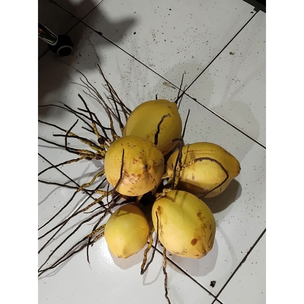kelapa gading kuning