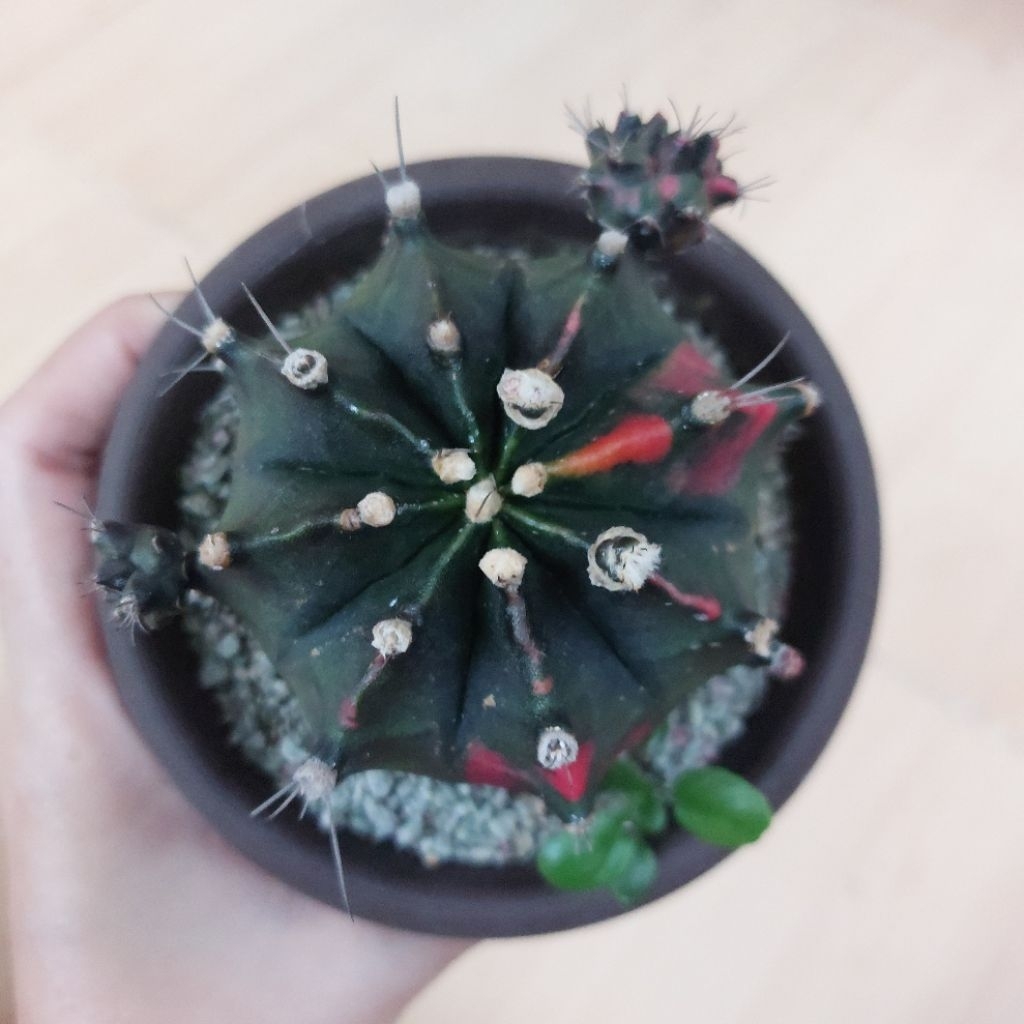 FLASH SALE Indukan Gymno Gymnocalycium Blackberry Kaktus Palembang Sukulen