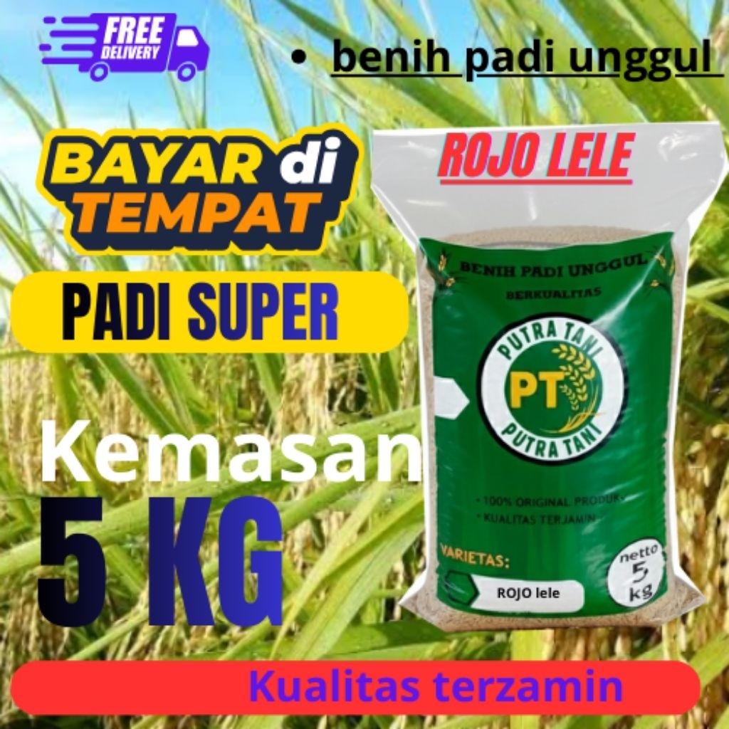 BIBIT/BENIH PADI ROJOLELE KUALITAS UNGGUL (KEMASAN 5KG BISA COD)