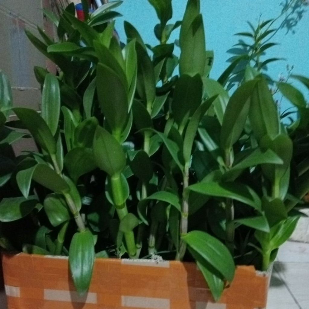 dendro dewasa rimbun