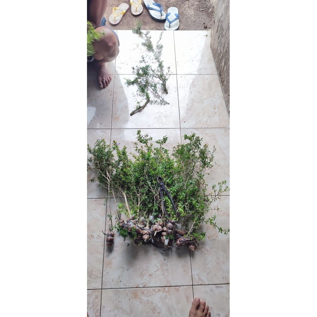 Saeng Simbur Vietnam super micro