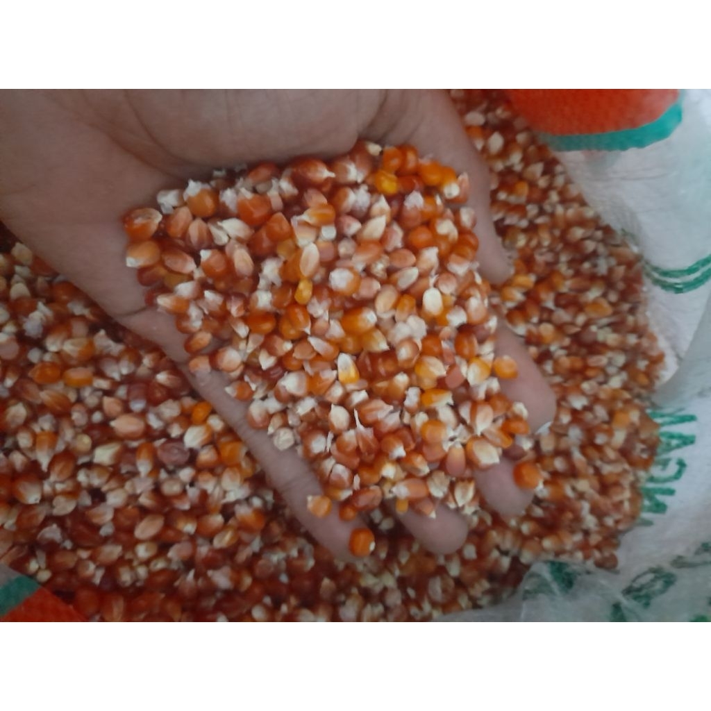 Jagung Kristal Merah Premium 1Kg Pakan Burung Merpati