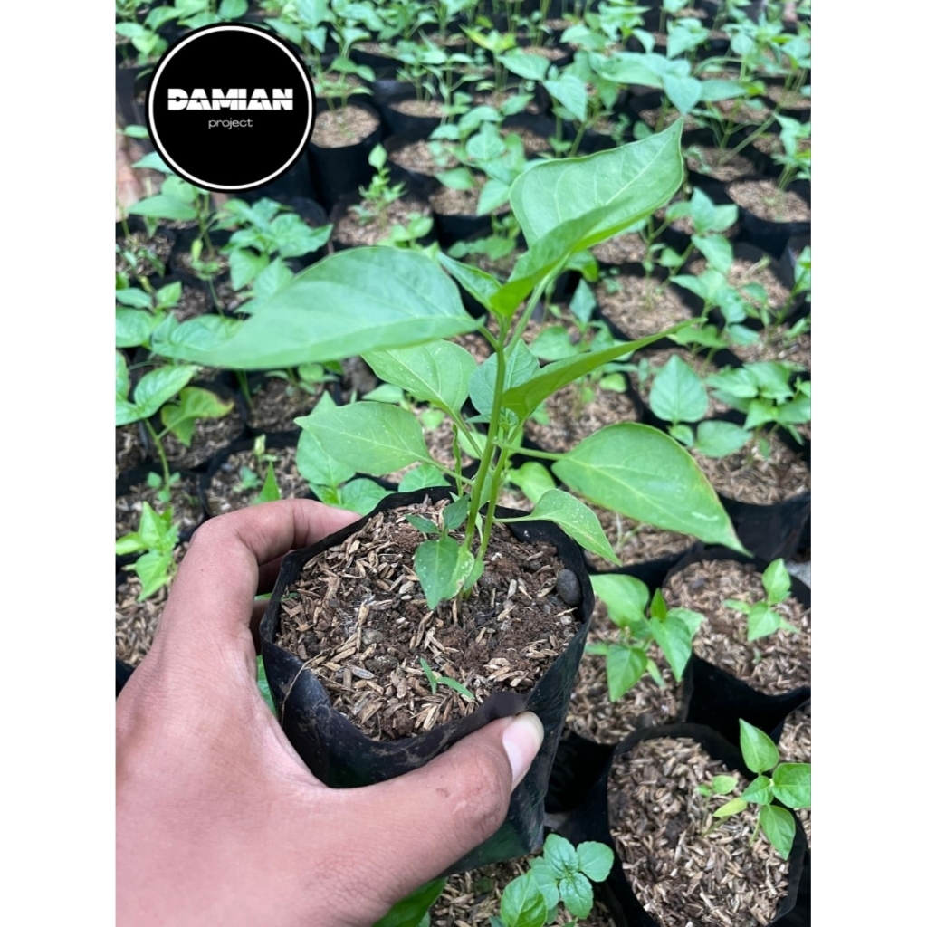 Bibit pohon cabe rawit - bibit cabe - bibit rawit - bibit pohon cabai