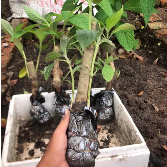 trichantera gigantea berakar batang jumbo