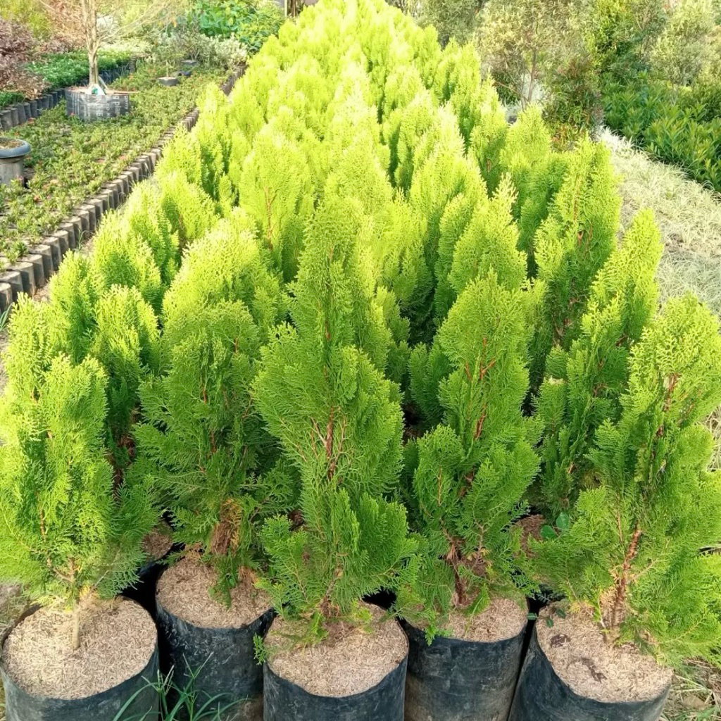 Tanaman Cemara Kipas 1 Meter - Cemara Kipas Besar & Tinggi - Tanaman Cemara Tinggi