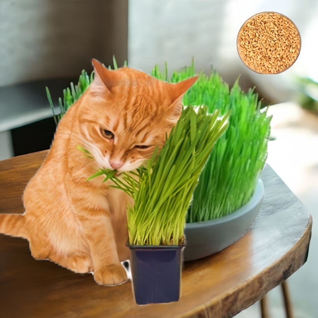 500 Biji Benih Rumput Makanan Kucing Bibit Wheatgrass Rumput Unggul