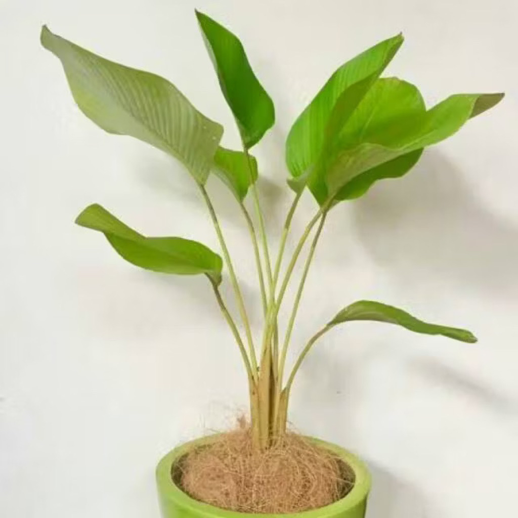 tanaman hias pisang calathea lutea tanaman calathea pisang Tanaman lutea tanaman hias calathea lutea