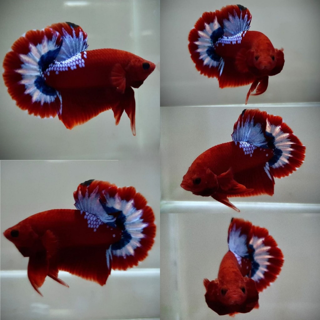 Hellboy Plakat Merah Helboi