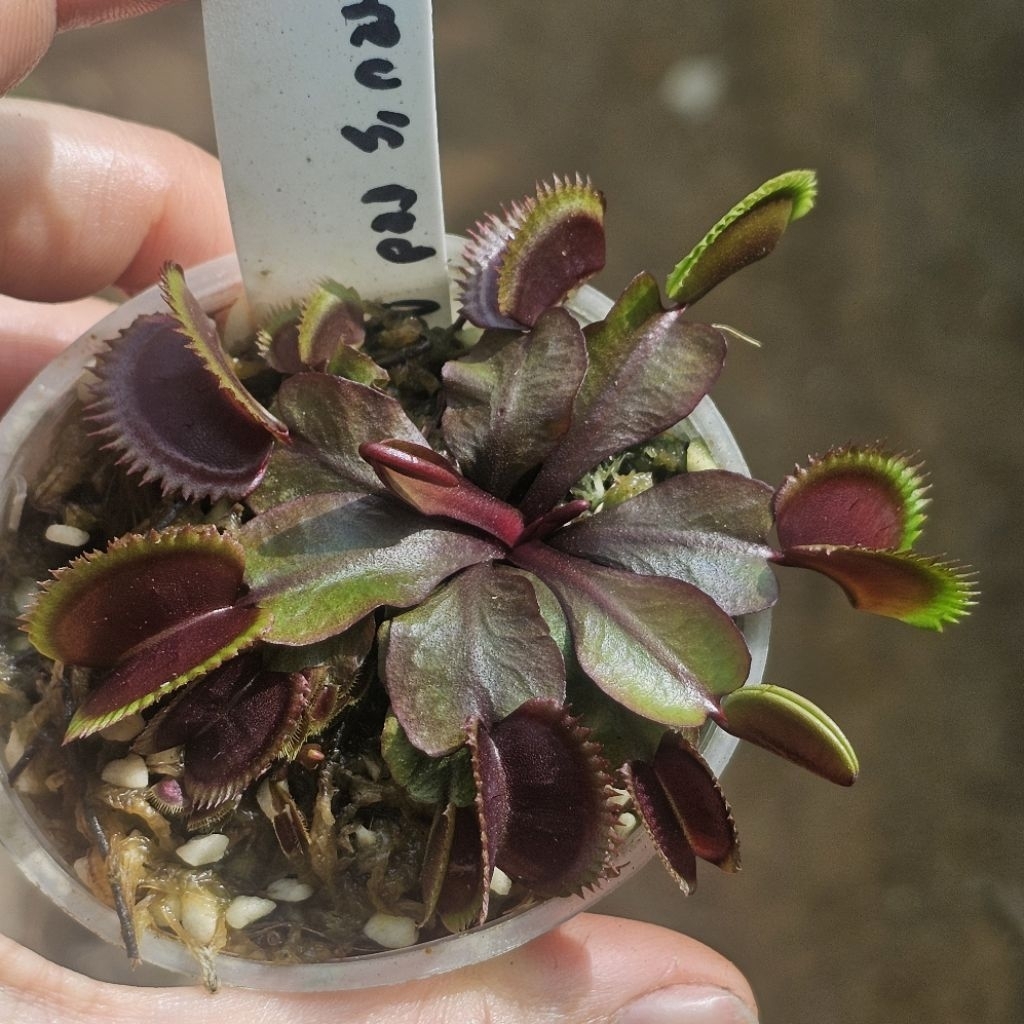dionaea muscipula Trev's red dentate