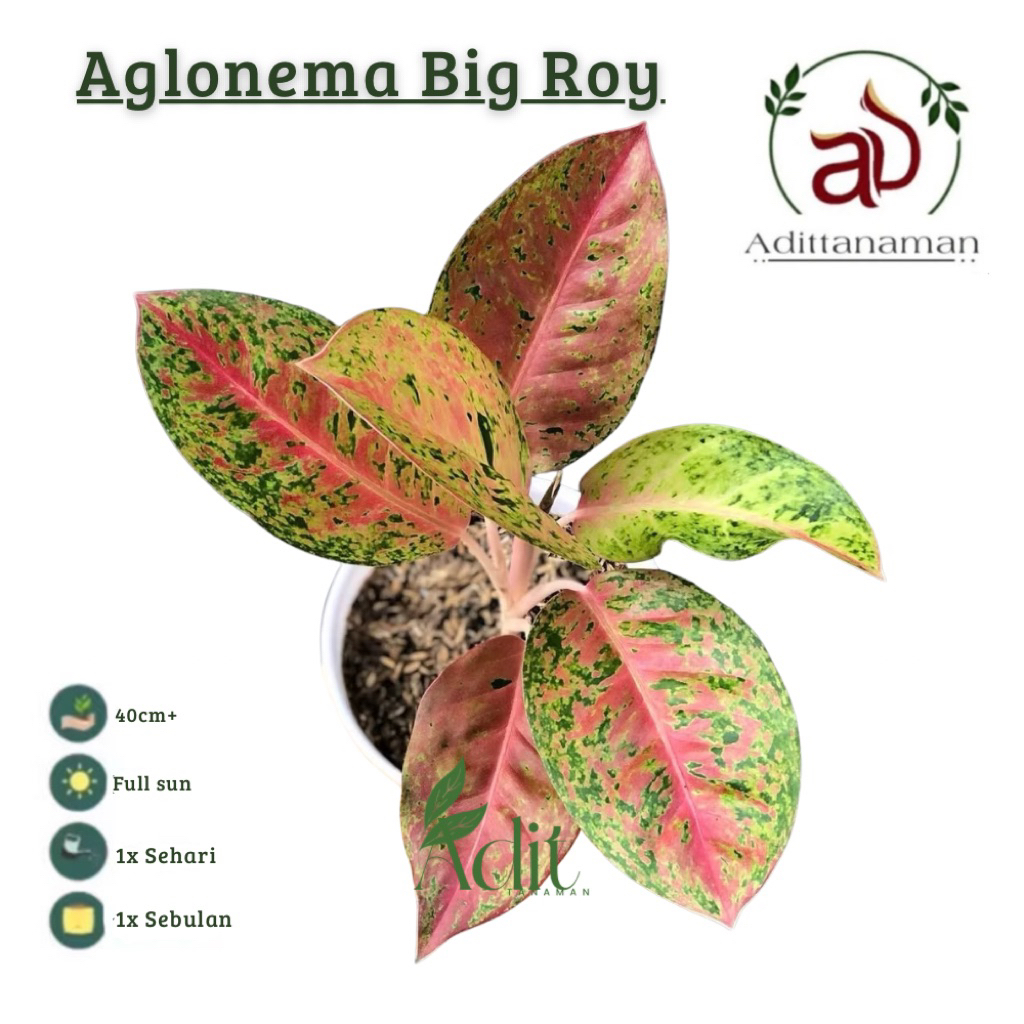 ( RIMBUN ) Tanaman Hias Aglonema Bigroy Rimbun Daun