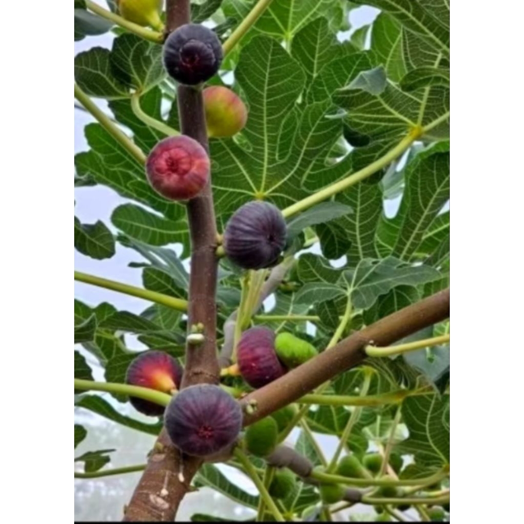 Bibit Tin Hitam Jumbo Black Genoa Timur Tengah Rasa Buah Manis Legit Asal Fresh Cangkok Batang Cepat