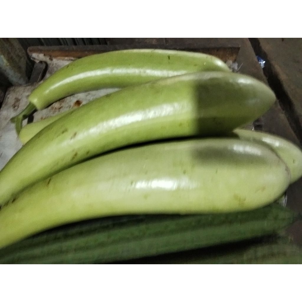 labu air segar 1biji