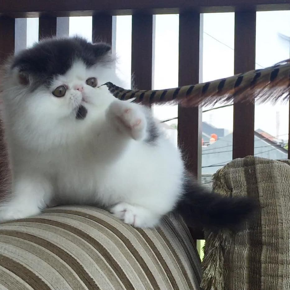 Kucing Persia Peaknose - Scottish Fold Mainecoon Munchkin British Shorthair
