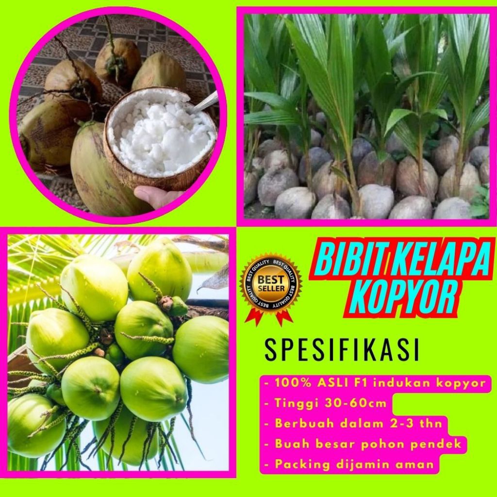 TERPERCAYA  Bibit Kelapa Kopyor Trubus