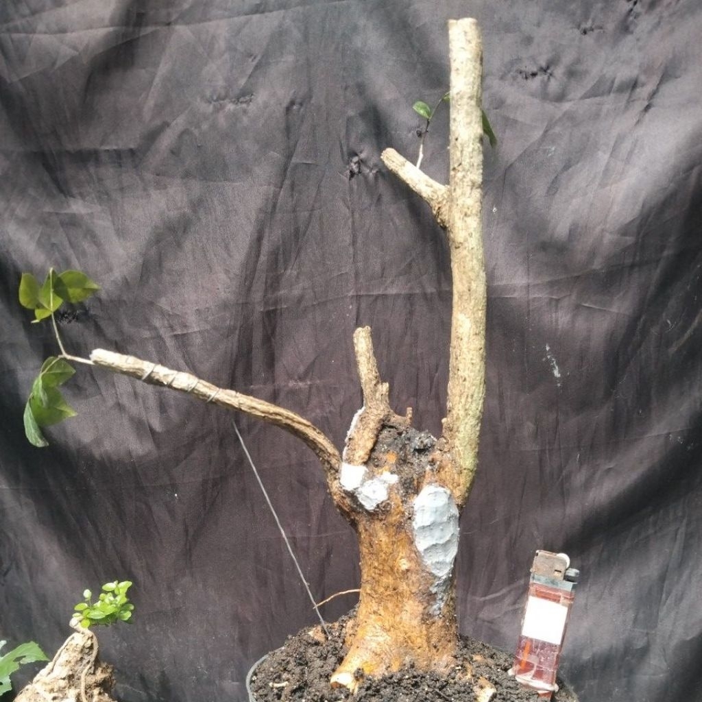 Bahan Bonsai Kemuning Dongkelan Mbogel Small Mesium Size Berkarakter dan Tua real pick.
