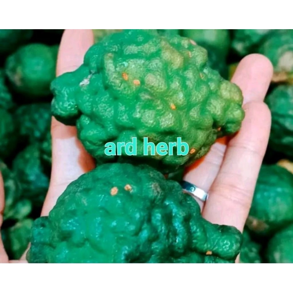 jeruk purut jantan per buah