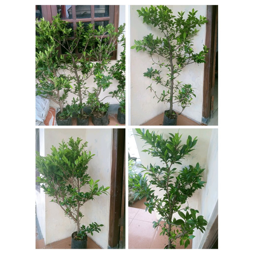 bibit beringin elegan