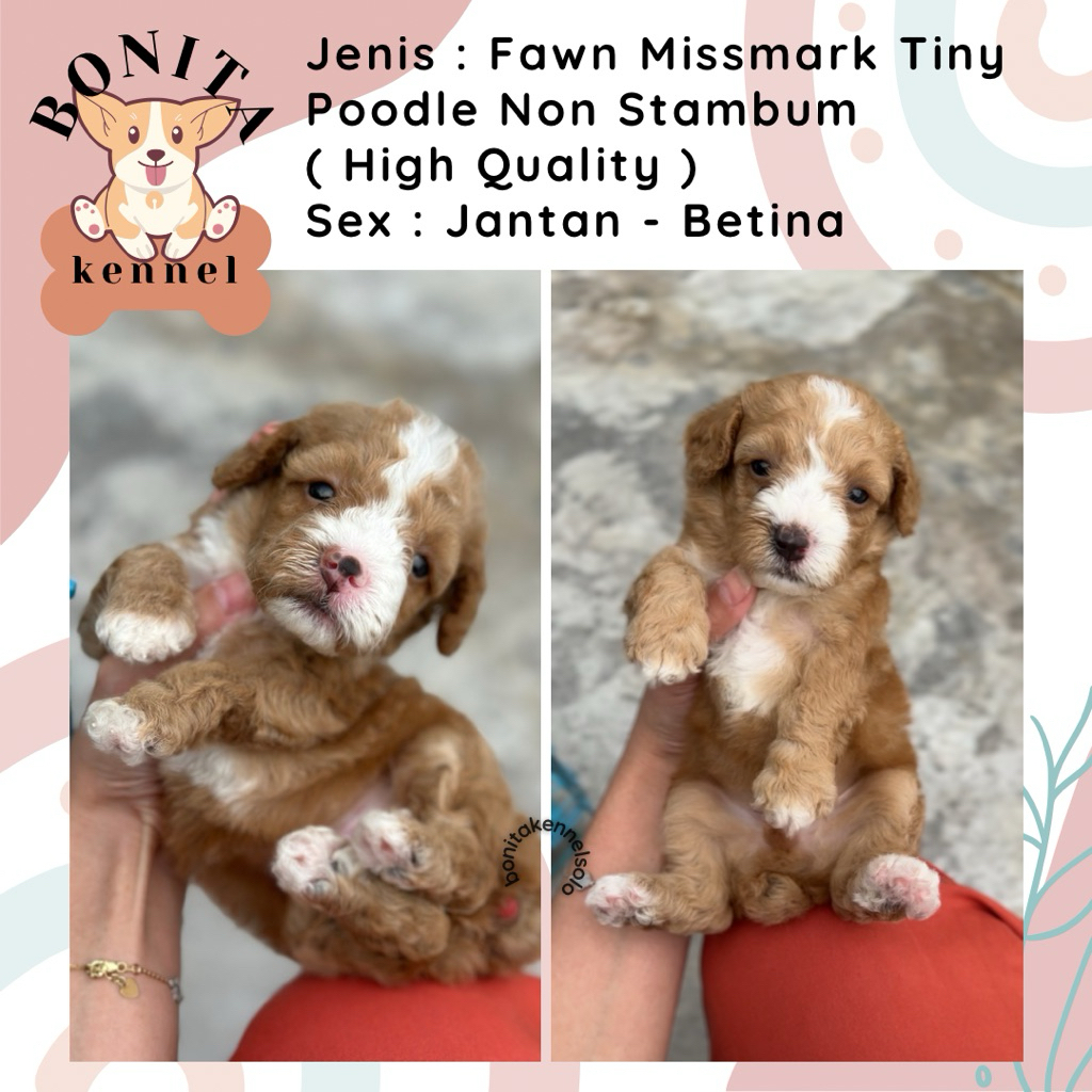 Red Apricot Silver Tiny Toy Poodle Non Stambum Anakan Anjing Poodle Putih