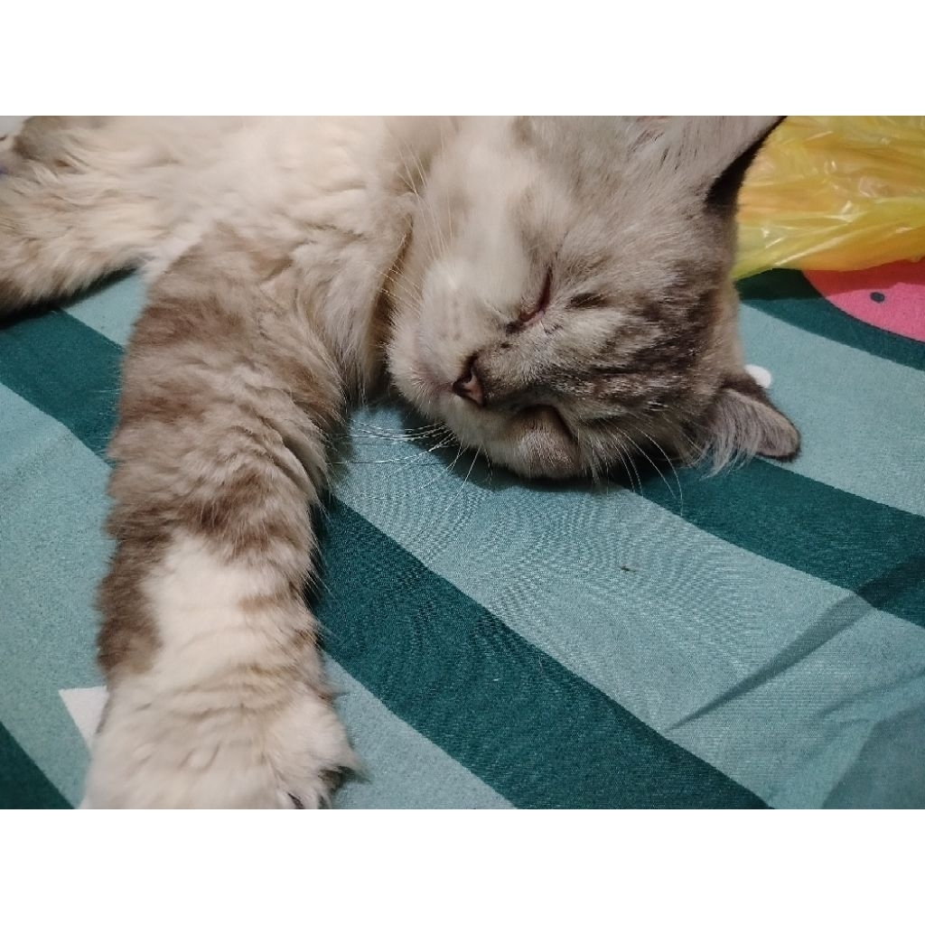 handuk premium putih hotel