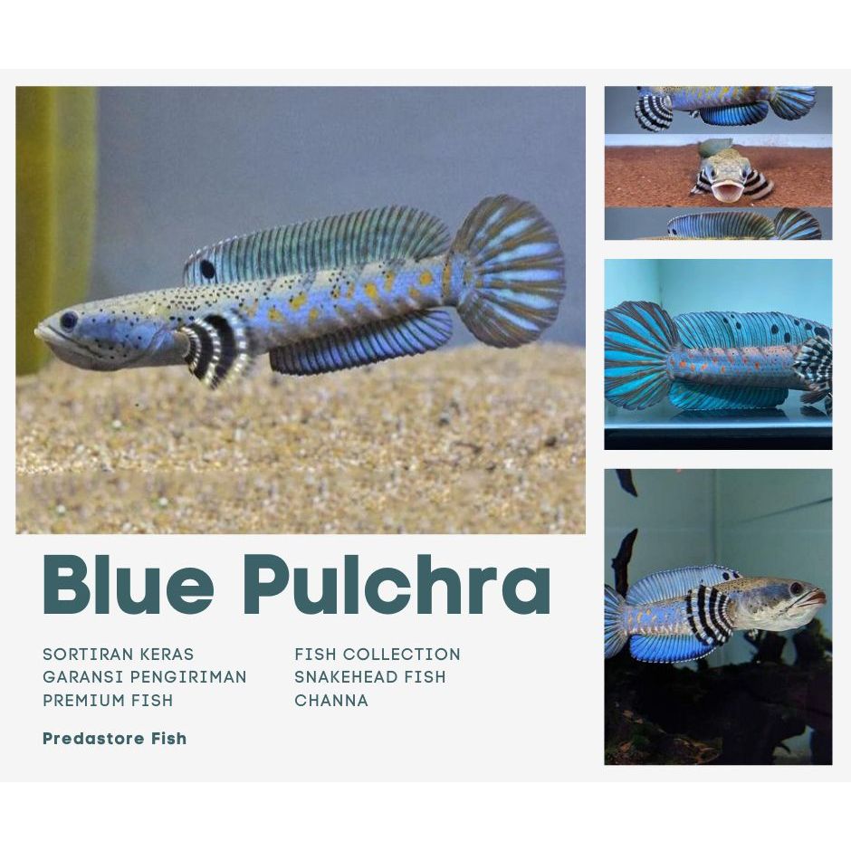 Channa Blue Pulcra Single Tank Yellow Spot Garansi Pengiriman - Rekomendasi