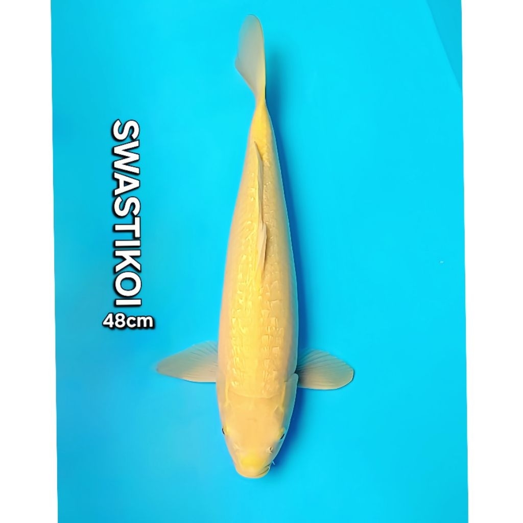 Ikan koi blitar Karasi jumbo 48cm