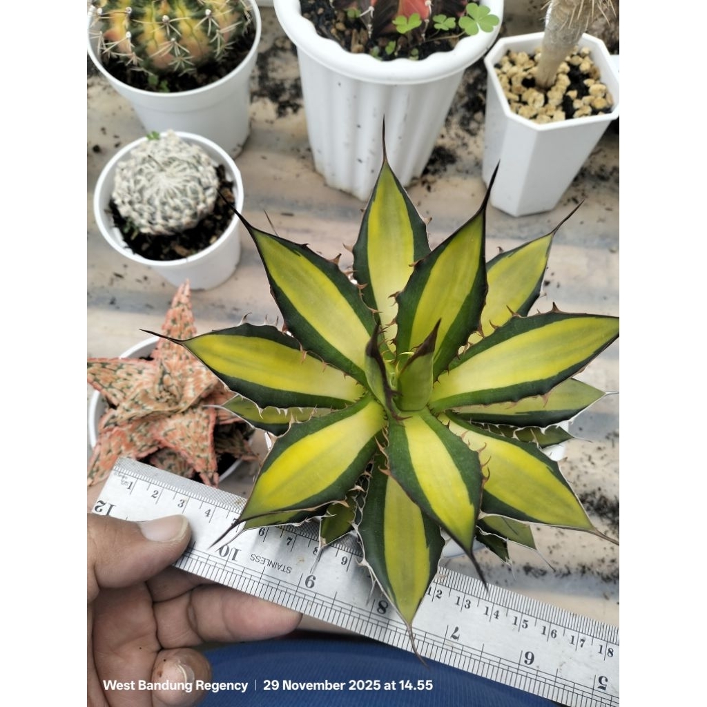 agave horrida variegata