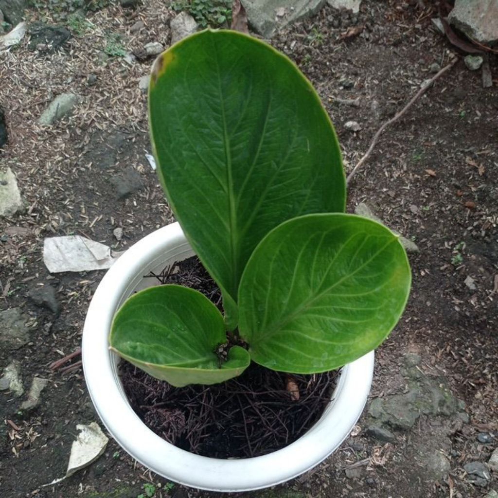 Tanaman Hias Anthurium Mangkok Rasputin