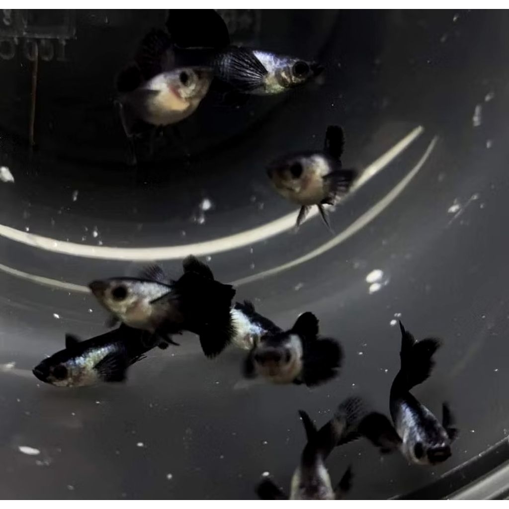 Hiasan aquarium Guppy sepasang mini panda