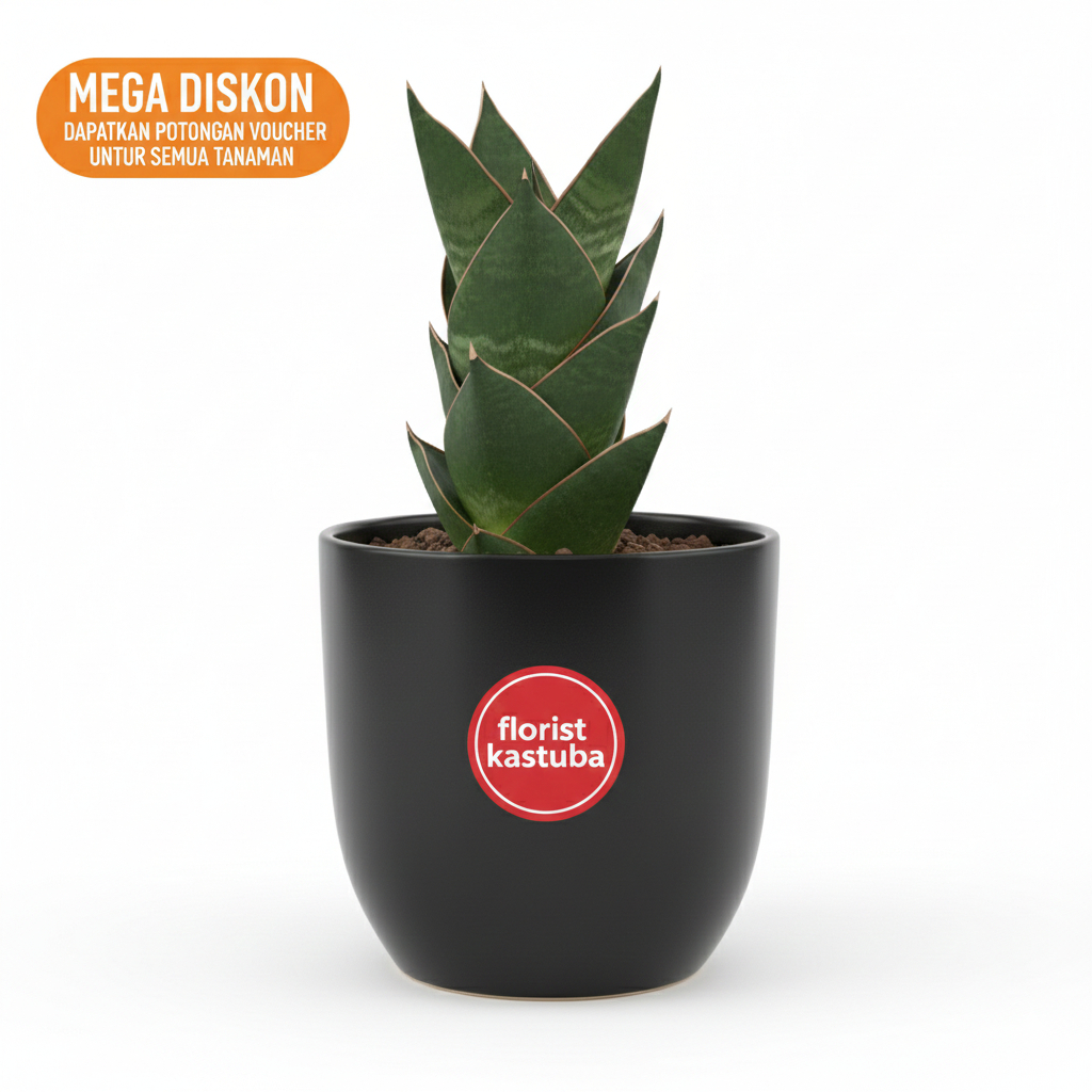 Tanaman Sensivera Hybrid Tower Blue Tanaman Indoor Elegan