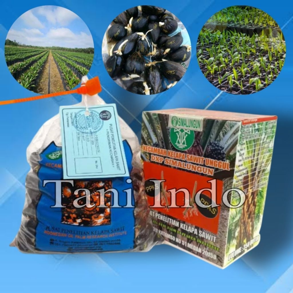 bibit kecambah sawit ppks SIMALUNGUN