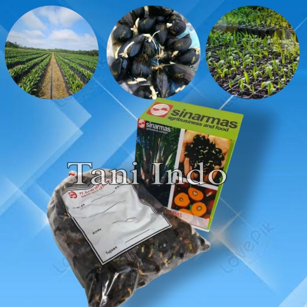 bibit kecambah kelapa sawit unggul dxp DAMI MAS