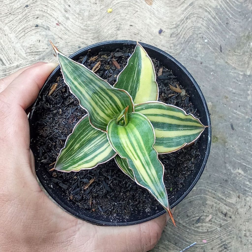 sansevieria kimayo varigata